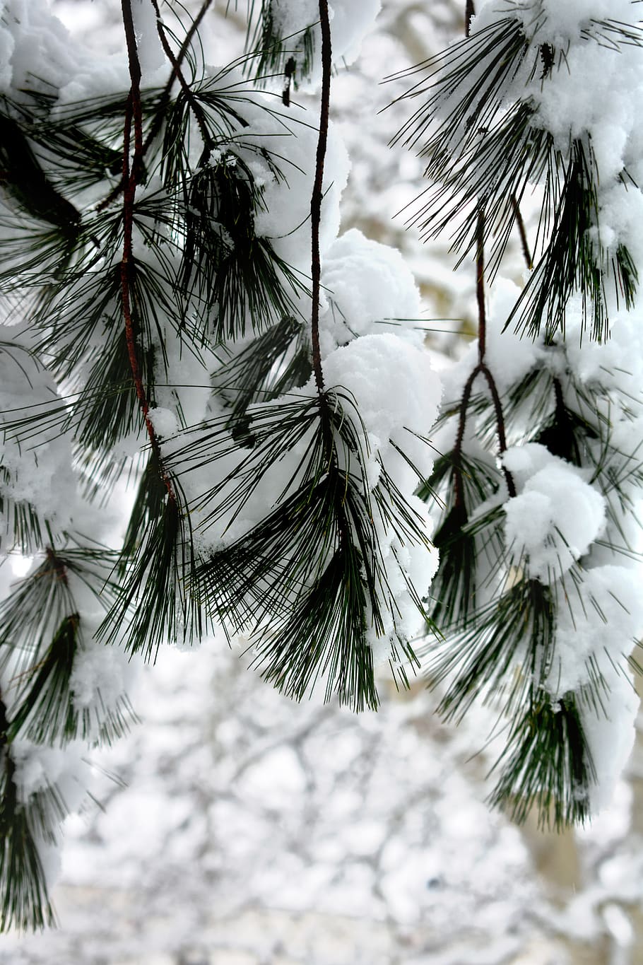 snow, winter, needles, nature, trees, white, plant, cold temperature HD wallpaper