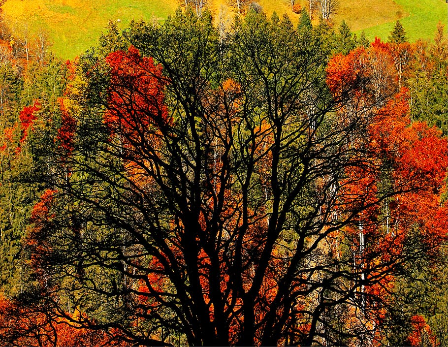 autumn, tree, leaves, red, color, trunk, forest, paint, switzerland HD wallpaper