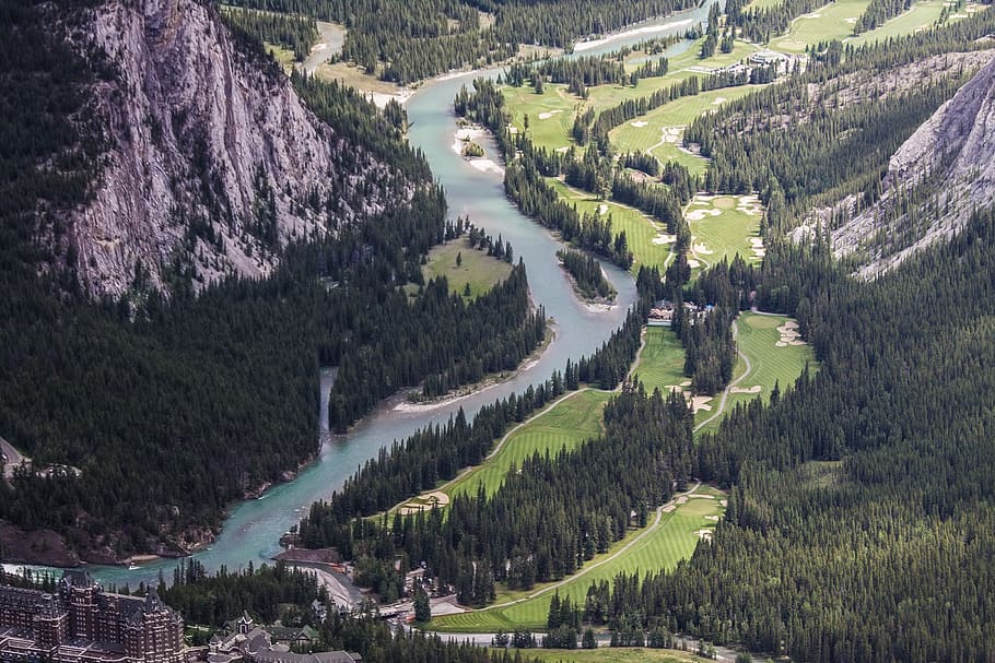 green pine trees and a river, plant, fir, abies, conifer, nature HD wallpaper