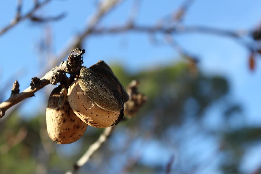 almonds, almond tree, nature, detail, branches, dry fruit, cultivation HD wallpaper