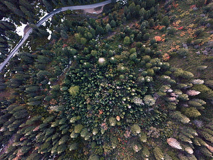 aerial photography of pine tree forest, road, snow, drone view HD wallpaper