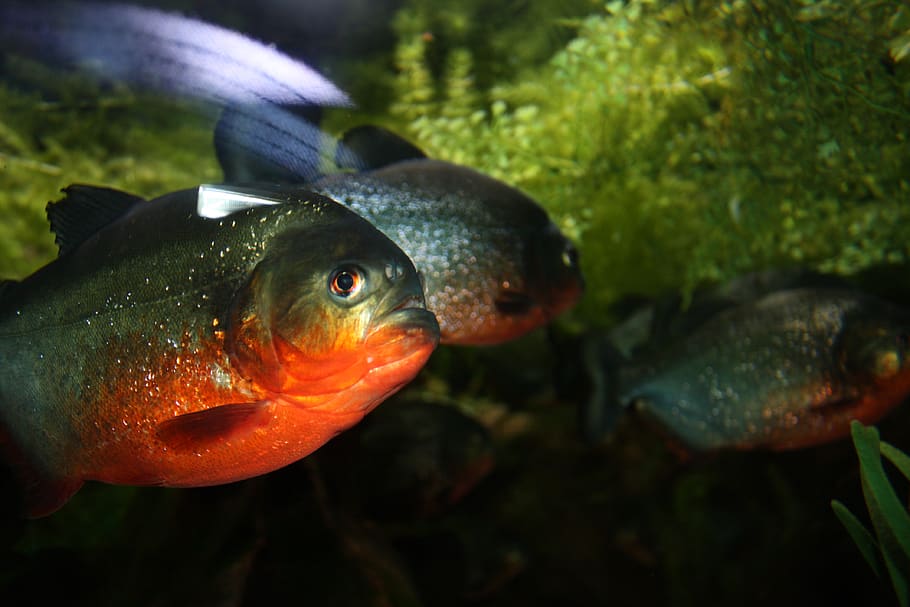 fish, vertebrate, animal, animal themes, animals in the wild HD wallpaper