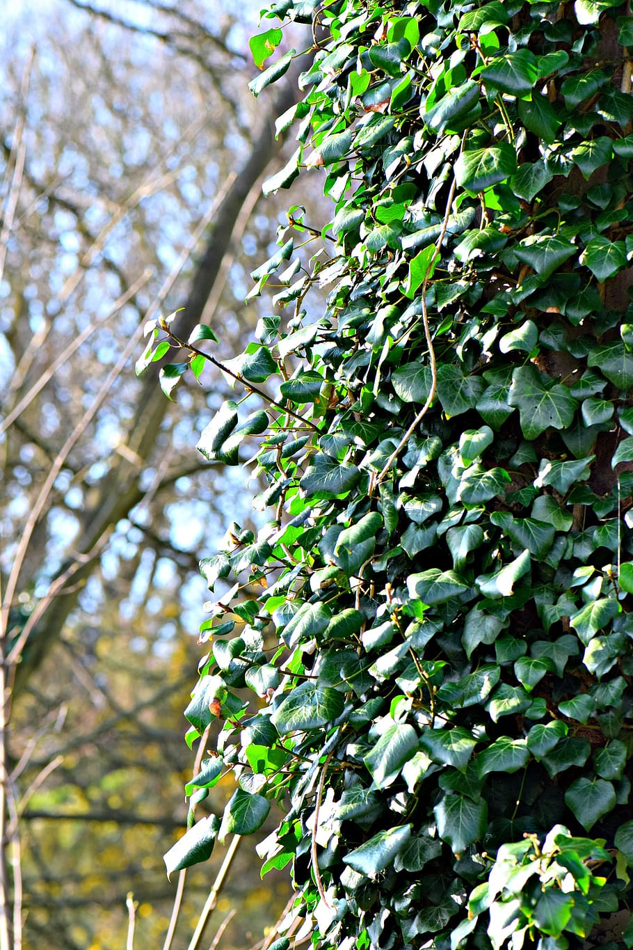 efeu, ivy, tree, nature, bark, trunk, leaf, creeper, green HD wallpaper