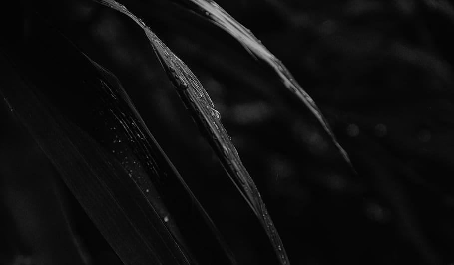 close-up, growth, focus on foreground, plant, no people, nature HD wallpaper