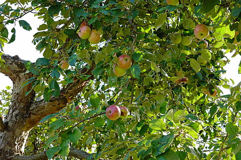 apple tree, branch, apfelernte, fruit, fruit tree, fruit trees HD wallpaper