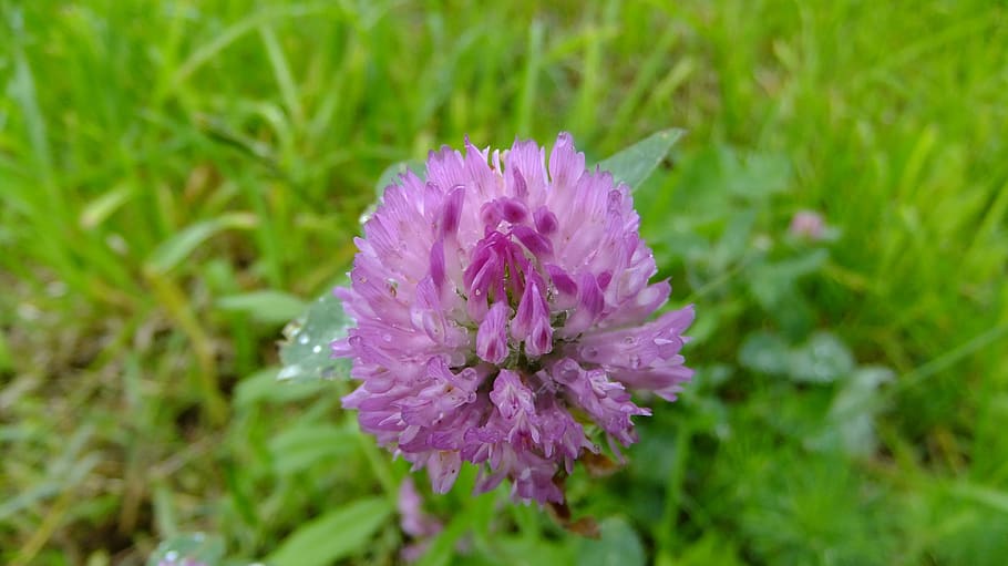 clover, flower, nature, grass, purple, meadow, bloom, flowering plant HD wallpaper