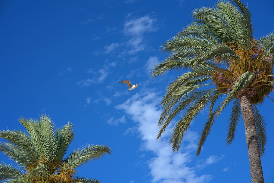 palm trees, wind, sky, bird, gull, vacations, travel, tropical HD wallpaper