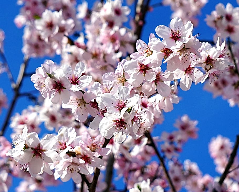 Almond blossom. Цветущее дерево. Цветущий миндаль. Цветущее миндальное дерево. Цветение миндаля.