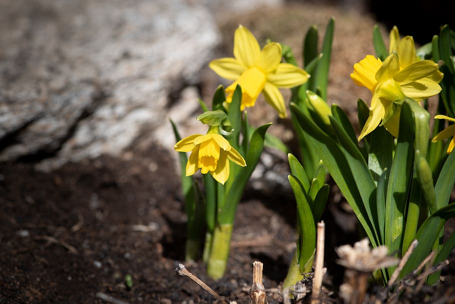 garden, spring, daffodils, small daffodils, yellow, flowers HD wallpaper