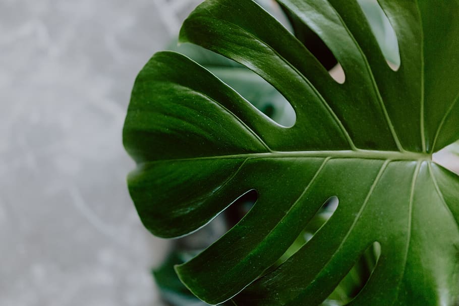 Dark green leaves of monstera, copy space, background, leaf, plant