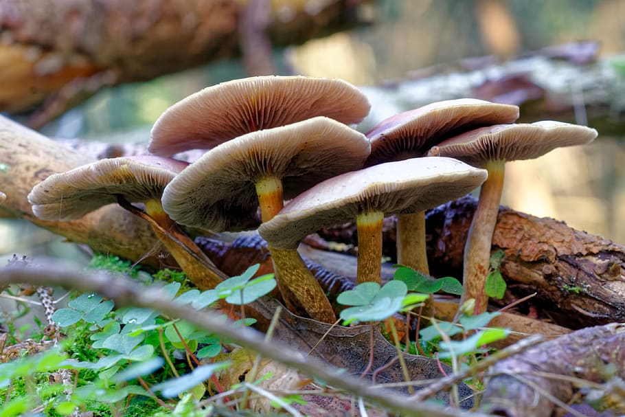 mushroom, rac, nature, autumn, fungus, toadstool, edible mushroom, HD wallpaper