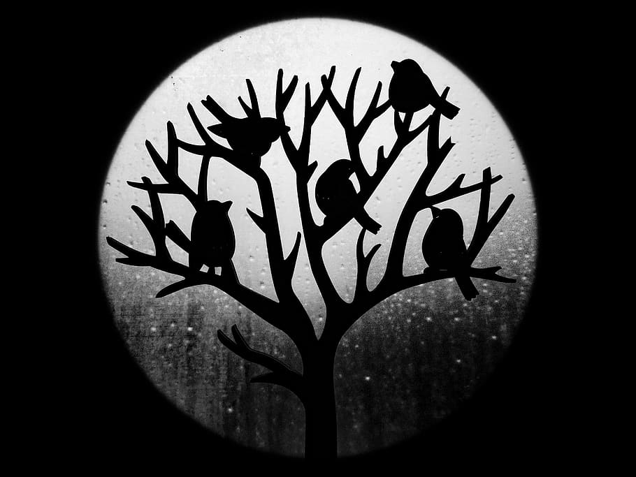 silhouette, raindrops, moonlight, circle, darkness, robin, birds HD wallpaper