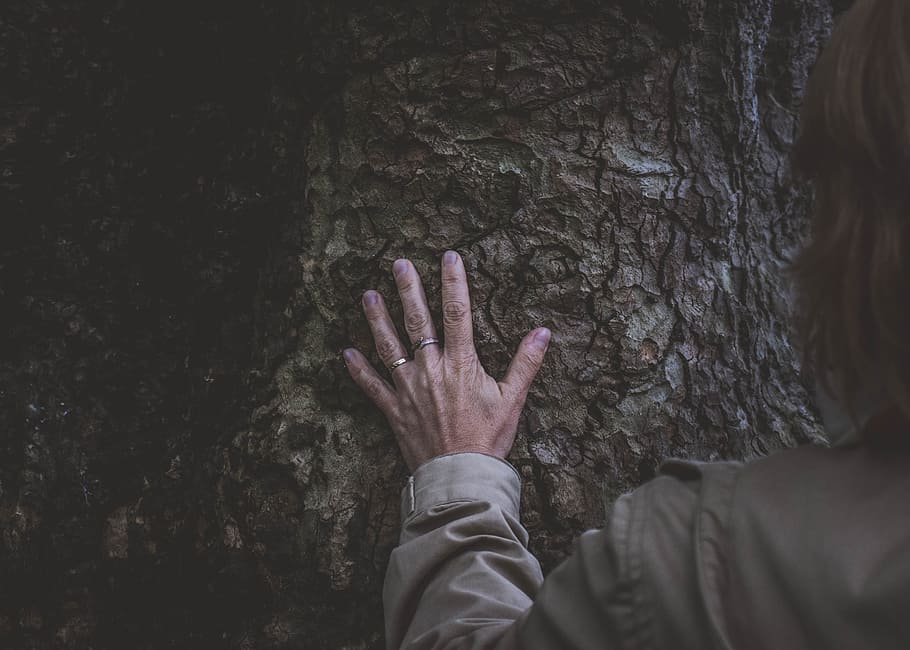 person touching the tree's trunk, man, bark, old, feel, ring HD wallpaper
