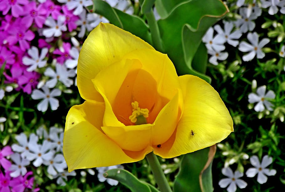 tulip, spring, flower, yellow, garden, nature, closeup, blooming HD wallpaper