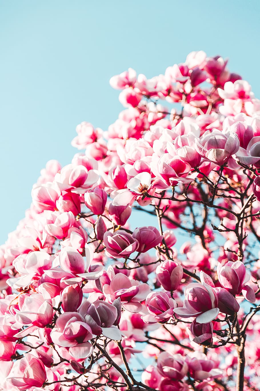 Pink Flowers Under Clear Blue Sky, bloom, blooming, blossom, bright HD wallpaper
