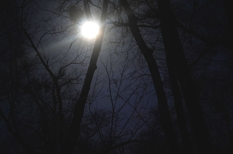 flare, light, sunlight, moon, night, trees, nature, weather HD wallpaper