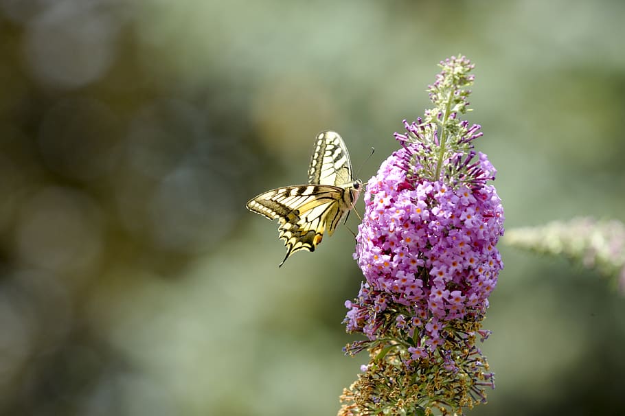 insect, butterfly, dovetail, nectar, blossom, bloom, animal themes HD wallpaper