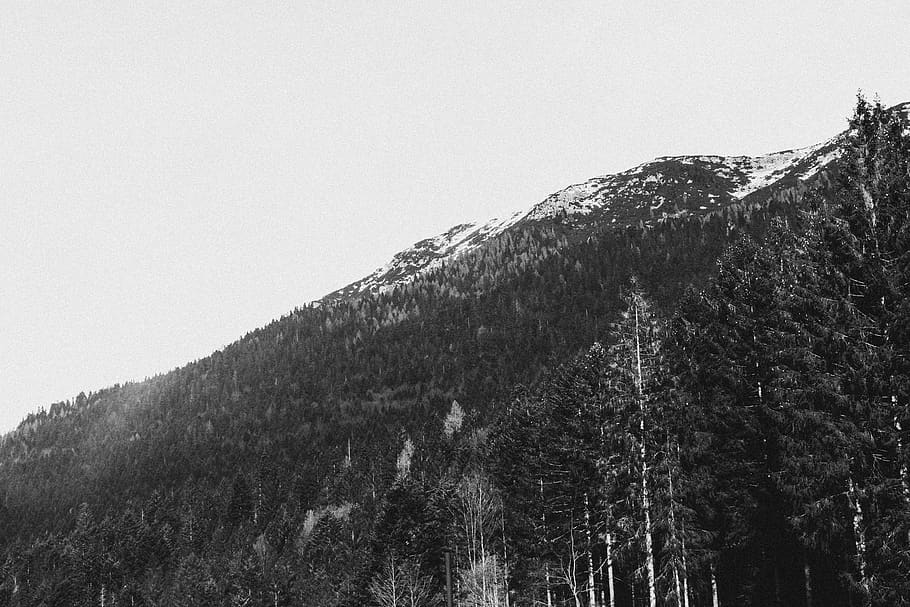 Green Pine Trees and Mountain, black and white, cold, daylight HD wallpaper