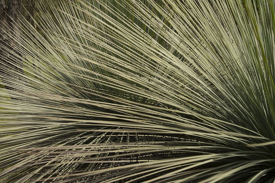 native flora, australia, xanthorrhoea glauca, growth, close-up HD wallpaper