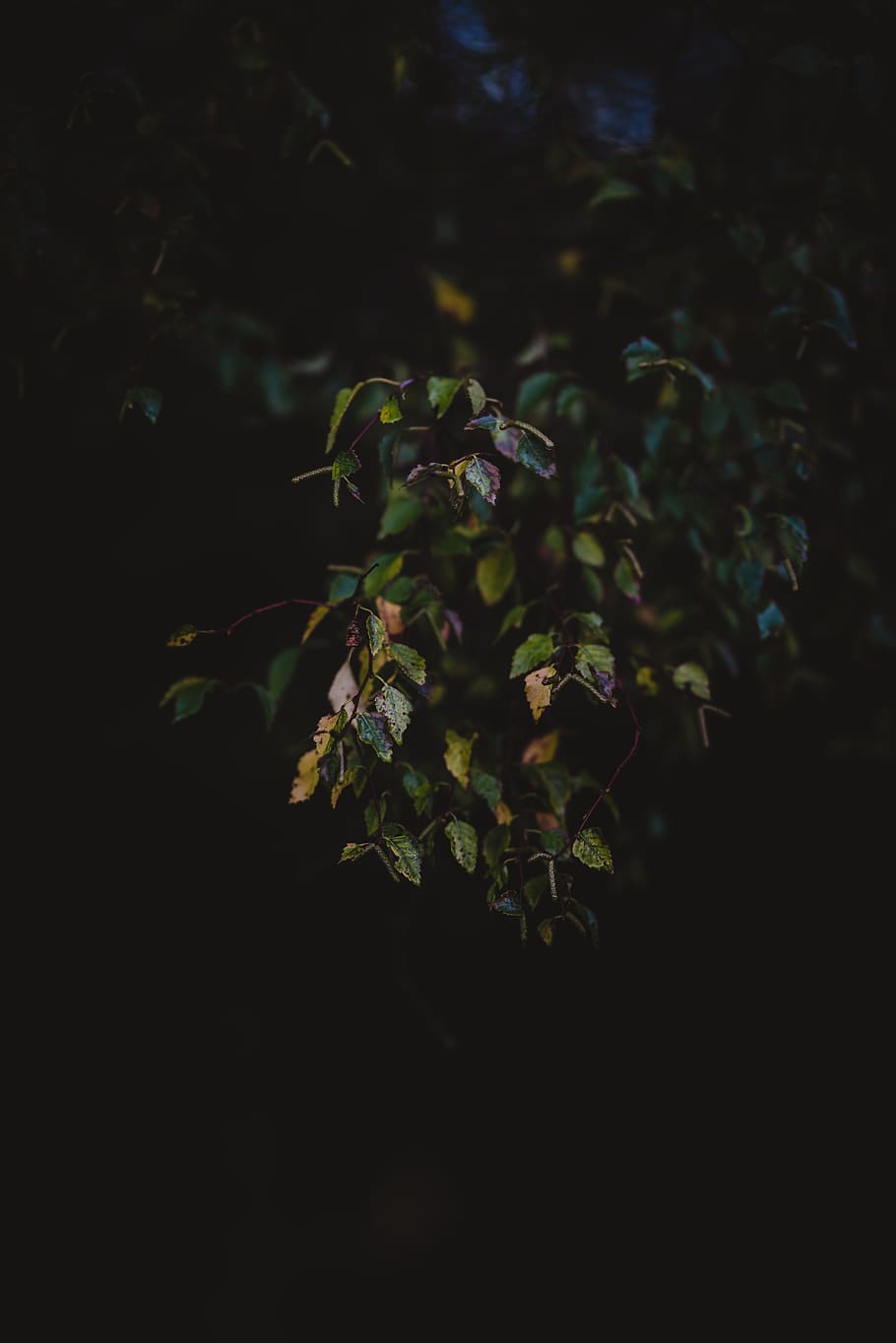 green leafed plant, tree, leaves, autumn, fall, dark, light, forest HD wallpaper