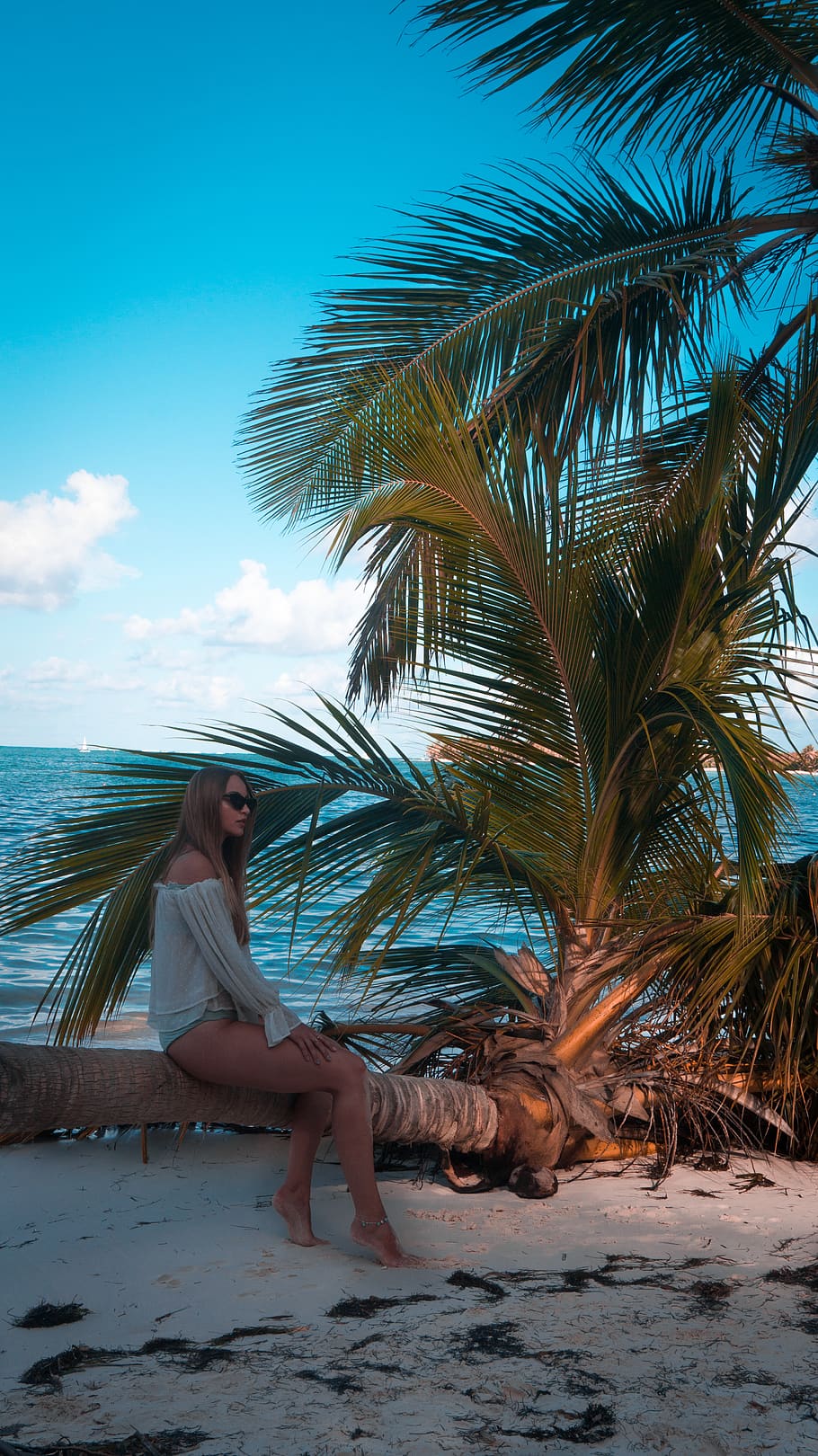 summer, palm tree, arecaceae, plant, human, person, tropical HD wallpaper