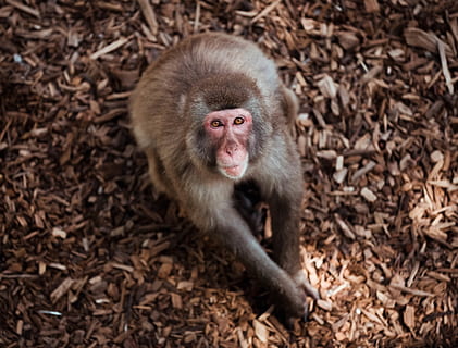 brown monkey on ground, animal, mammal, wildlife, baboon, meerkat HD wallpaper