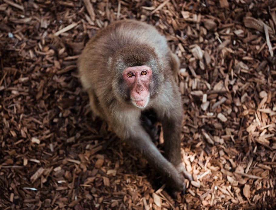 brown monkey on ground, animal, mammal, wildlife, baboon, meerkat HD wallpaper