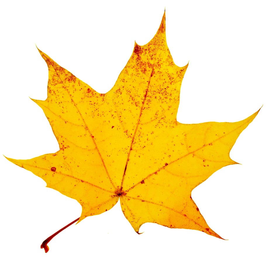 autumn, closeup, ecology, element, isolated, leaf, macro, plant HD wallpaper