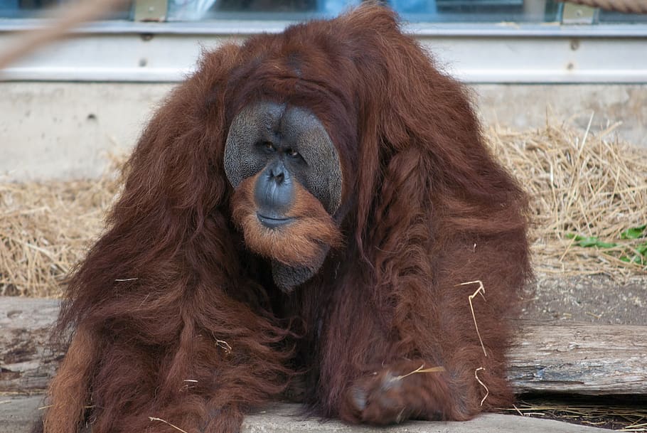 brown monkey, animal, mammal, orangutan, wildlife, mold, toronto HD wallpaper