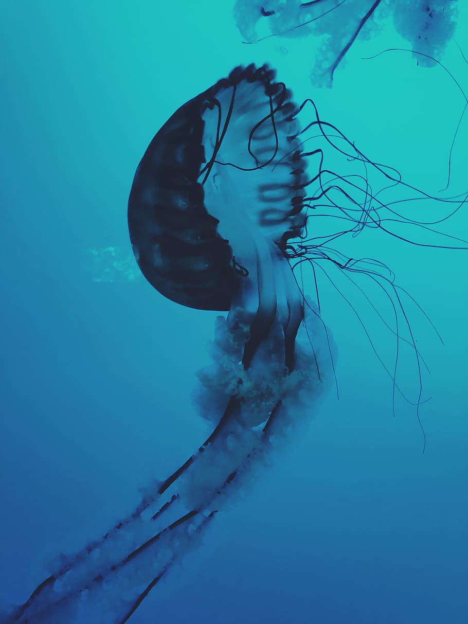 ocean, jellyfish, underwater, animals in the wild, sea, sea life HD wallpaper