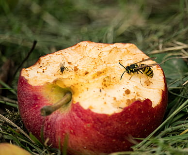 apple, fruit, bitten, wasp, fly, insect, windfall, meadow, food and drink HD wallpaper