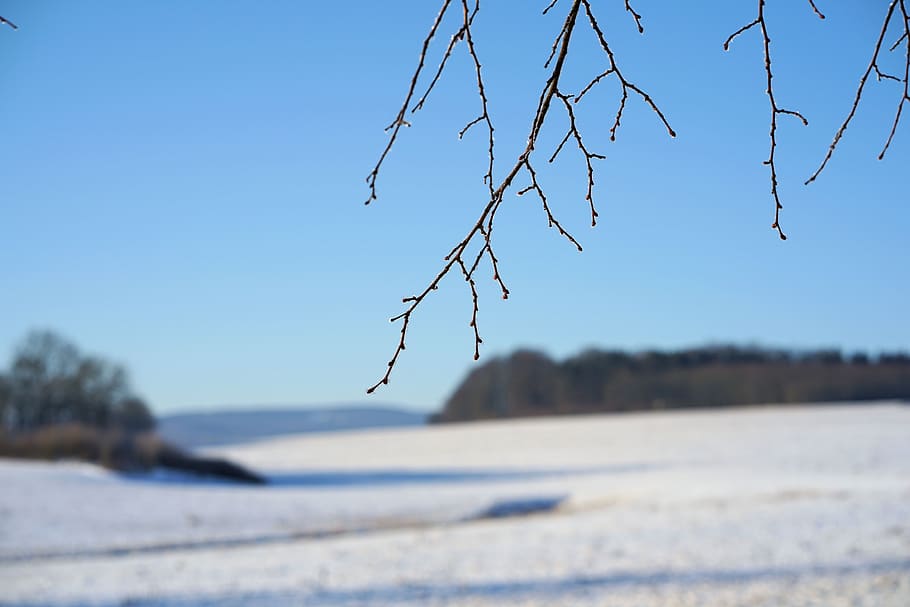 winter, tree, frost, branch, nature, snow, landscape, cold HD wallpaper