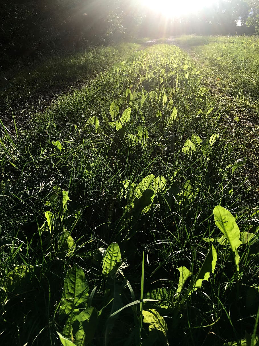 nature, plant, growth, green color, beauty in nature, tranquility HD wallpaper