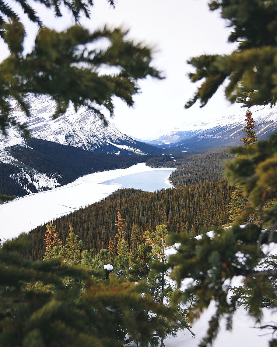 lake between mountains with pine trees, plant, fir, abies, nature HD wallpaper