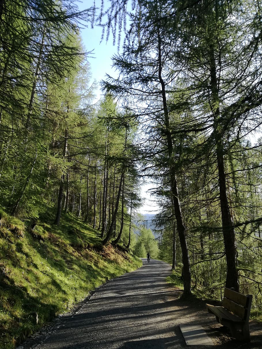 asphalt road surrounded by trees, italy, forest, nature, trail