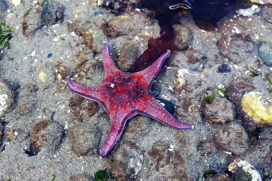 starfish, red, sea, beach, nature, water, ocean, marine, life HD wallpaper
