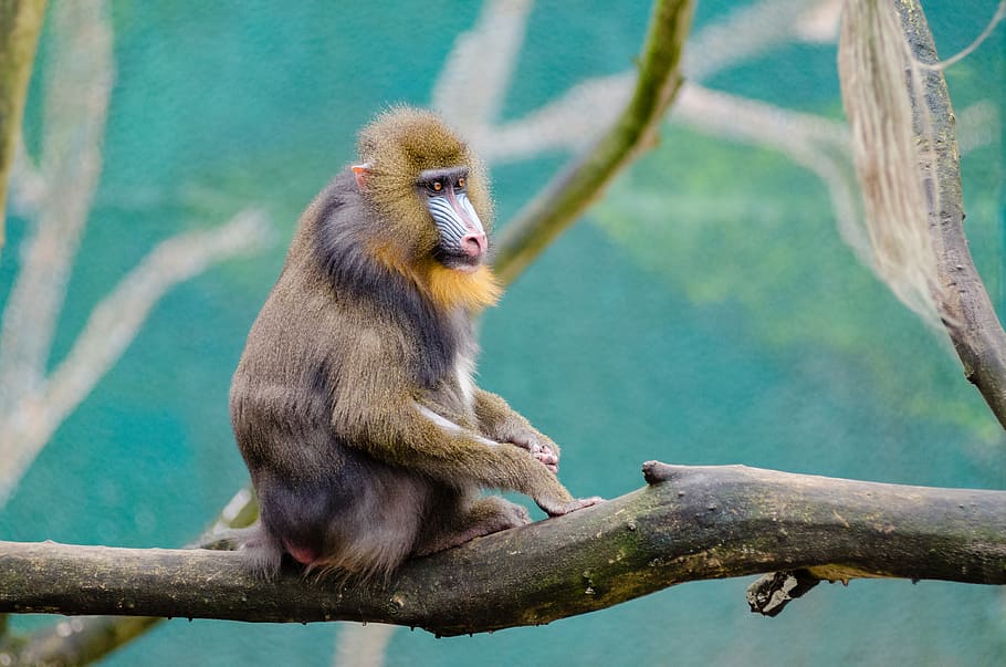 Brown and Black Monkey on Brown Branch during Daytime, animal HD wallpaper
