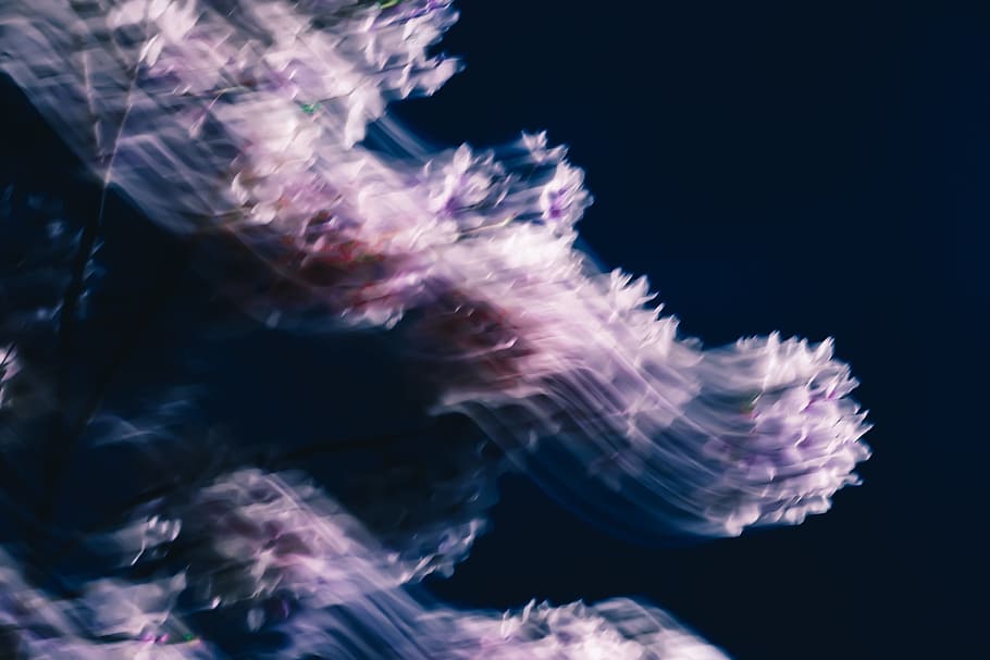 light, dark, blur, flower, long exposure, pink, motion, movement HD wallpaper
