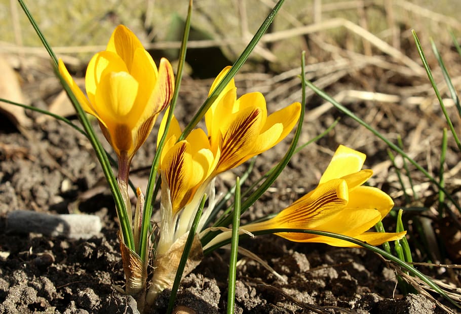 crocus, yellow flowers, early spring, spring flowers, krokus