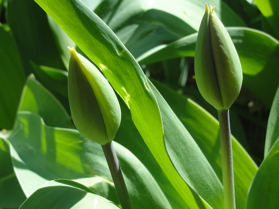 early spring, green, tulips, green color, plant part, leaf HD wallpaper