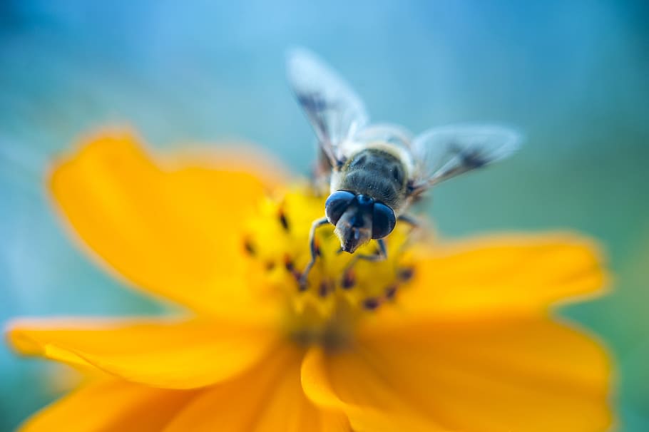 bee perched on flower, petal, insect, bug, wasp, wing, eye, close up HD wallpaper