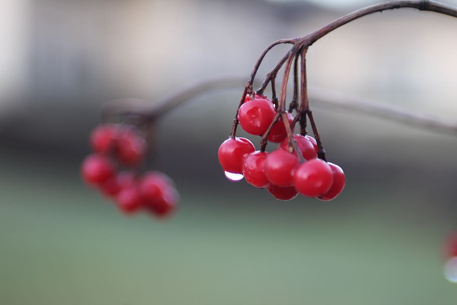nature, rain, drop, water, red, fruit, close-up, food, food and drink HD wallpaper