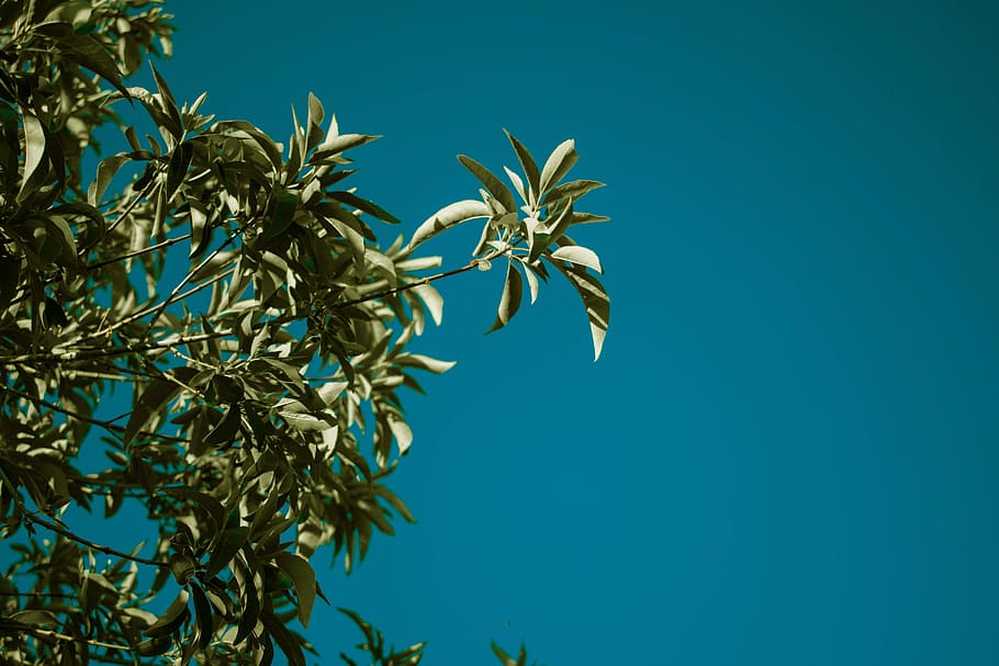 green leaf tree under blue sky at daytime, branch, foliage, leaves HD wallpaper