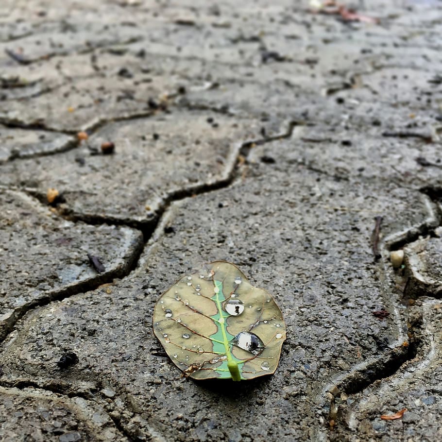 leaf, sidewalk, parallelepiped, rain, drops, ground, nature HD wallpaper