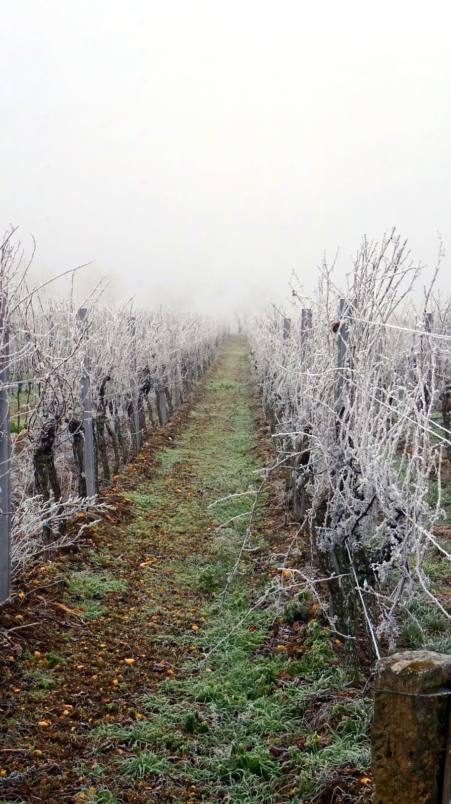vineyard, winter, wintry, frozen, plant, land, landscape, field HD wallpaper