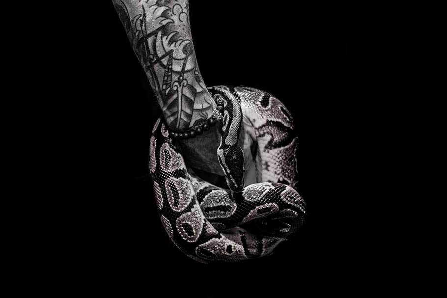 Tattoo art Snake hand drawing and sketch black and white  stock vector  2606850  Crushpixel