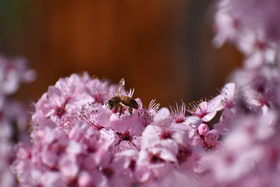 wasp on looming pink cherry blossoms, plant, invertebrate, animal, HD wallpaper