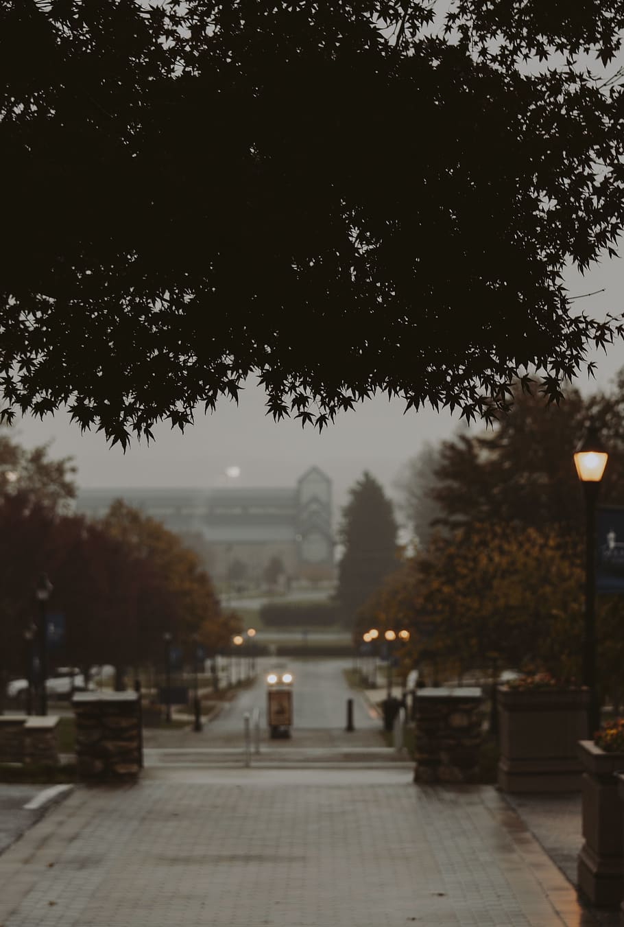 trees, rain, light, plant, the way forward, direction, architecture HD wallpaper