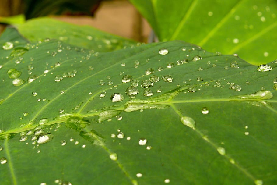 dew, wet, nature, macro, close up, spring, plant, sheet, green HD wallpaper