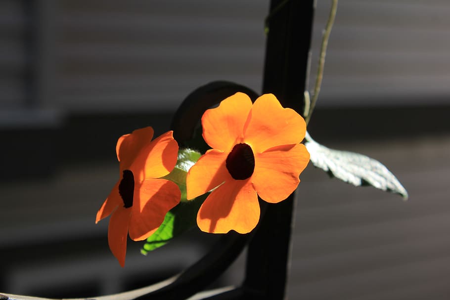 canada, maple ridge, vulnerability, flower, close-up, fragility HD wallpaper